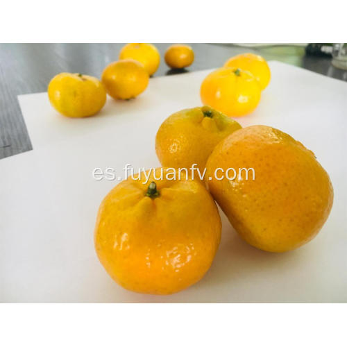 Top mandarina de bebé Nanfeng